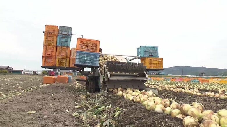 タマネギの廃棄量は3000トン前後