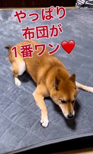 お散歩から帰ってきて一安心なロックくん