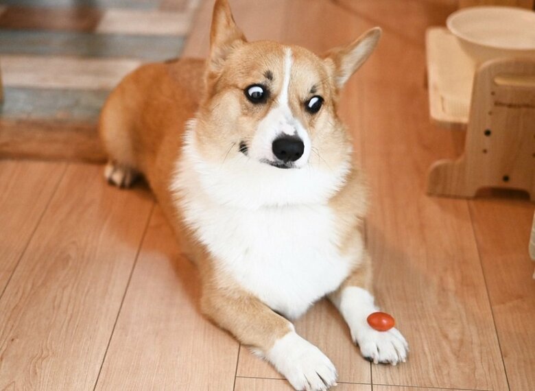 「よし」と言われた瞬間の目