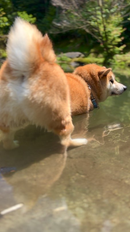 提供：柴リアンハスキーもちごめ兄弟さん