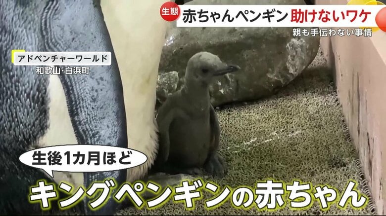 親ペンギンに寄り添う生後1カ月ほどのキングペンギンの赤ちゃん