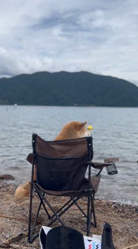 提供：柴リアンハスキーもちごめ兄弟さん