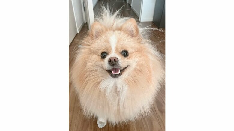 ピカルディくん