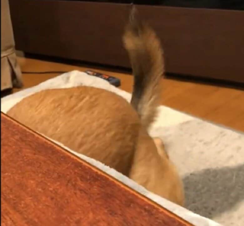 こたつに入っていく様子