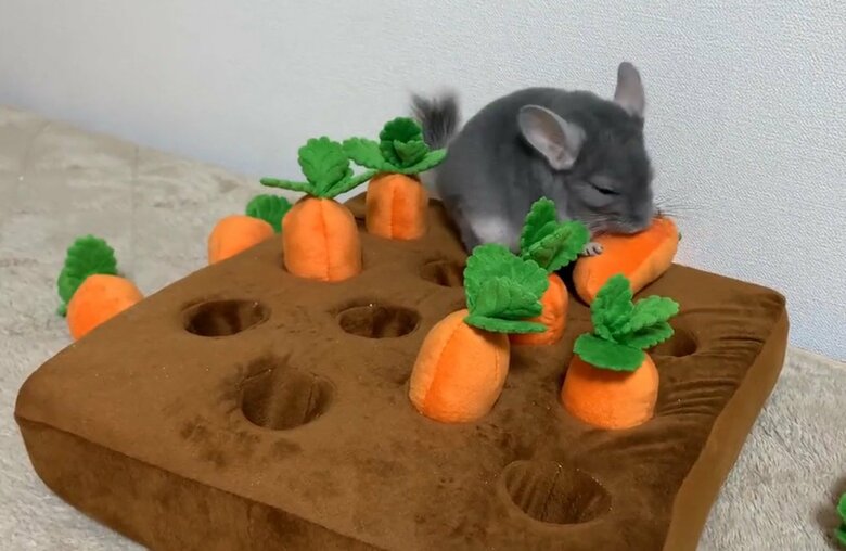 提供：金太郎の日常さん