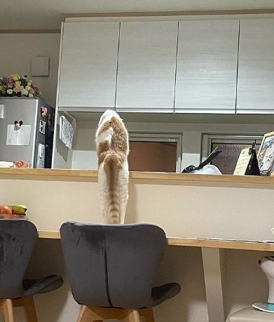 体をなが～く伸ばしてキッチンカウンターの向こうにいるお母さんを見ているうりくん