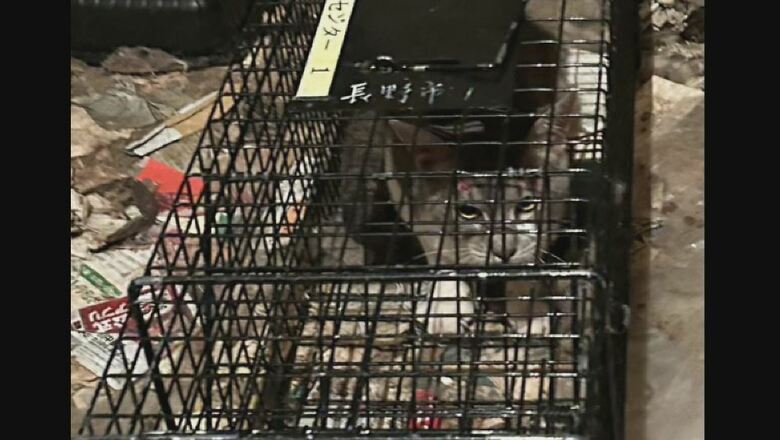 住宅で「多頭飼育」　提供：長野市保健所