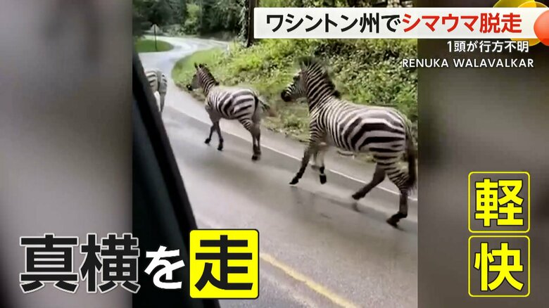 軽快な足音を響かせながら撮影者の真横を走り抜けるシマウマ