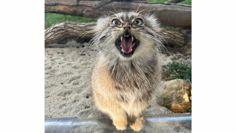 鋭い牙を持っている（提供：那須どうぶつ王国）