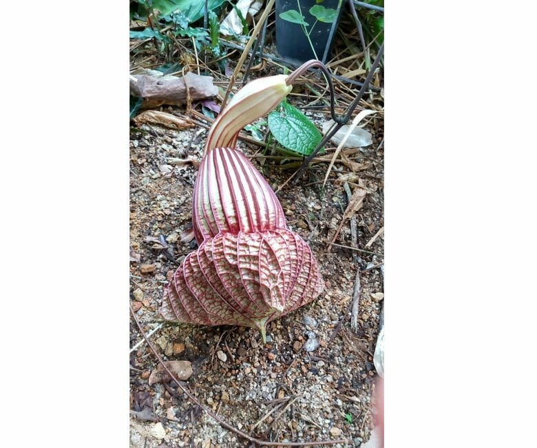 「アリストロキア ゴルデアナ」のつぼみ（提供：京都府立植物園）