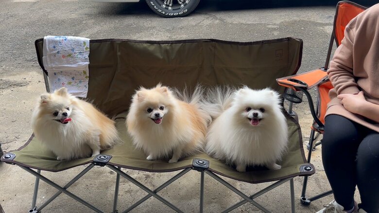 提供：愉快な3姉妹ポメラニアンちゃんねるさん