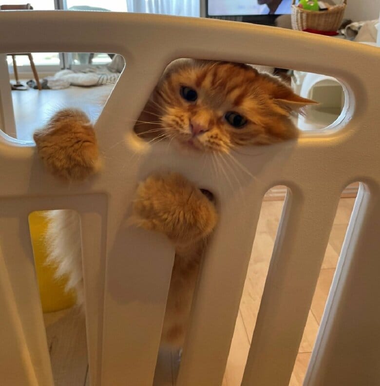 頭を隙間に押し込んで入ろうとしている