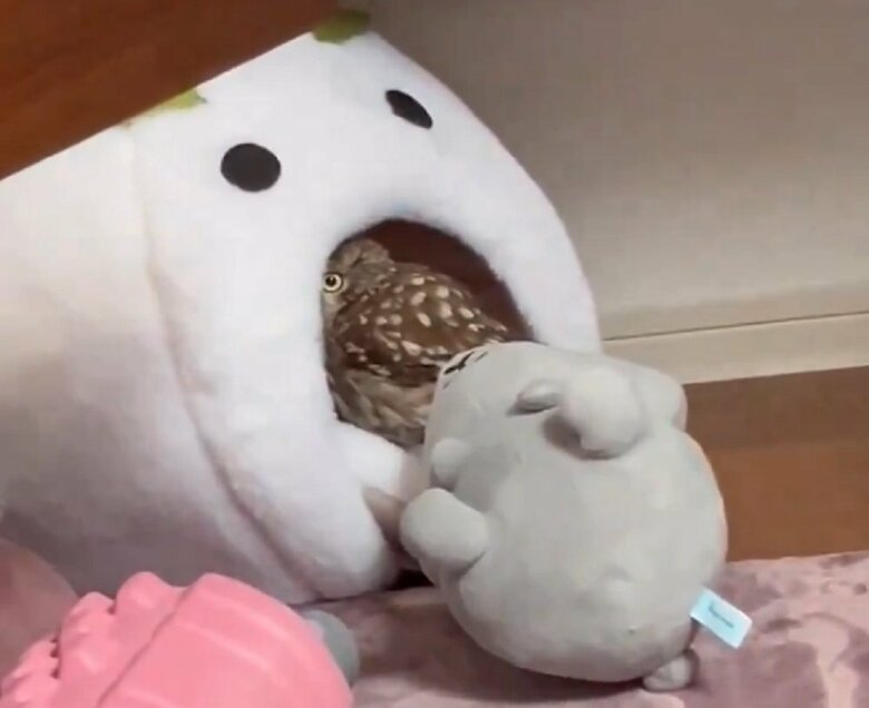 ウサギのぬいぐるみを持って逃亡した姿