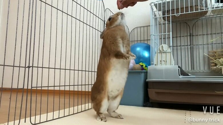 後ろ脚で立つ