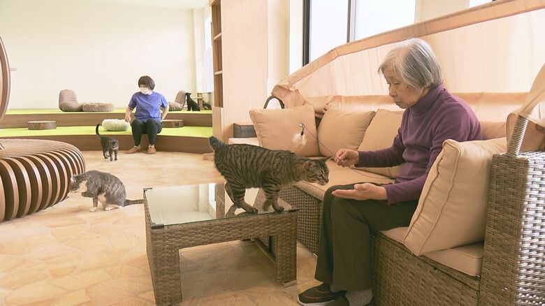 カフェに広がる触れ合いの空間