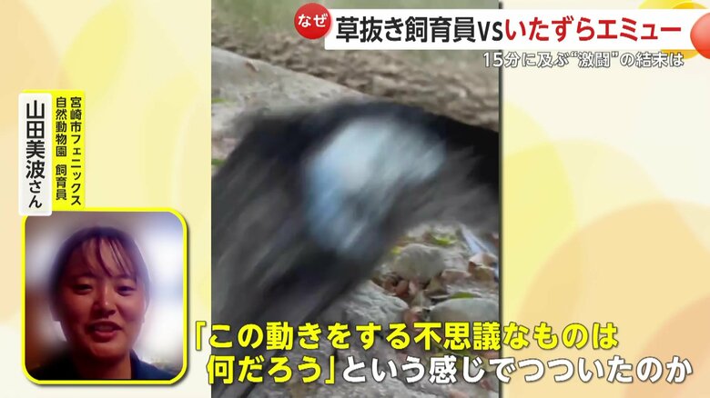 手が気になったのかもと推測（提供：宮崎市フェニックス自然動物園）