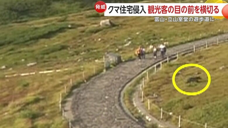 草むらを走り去るクマ