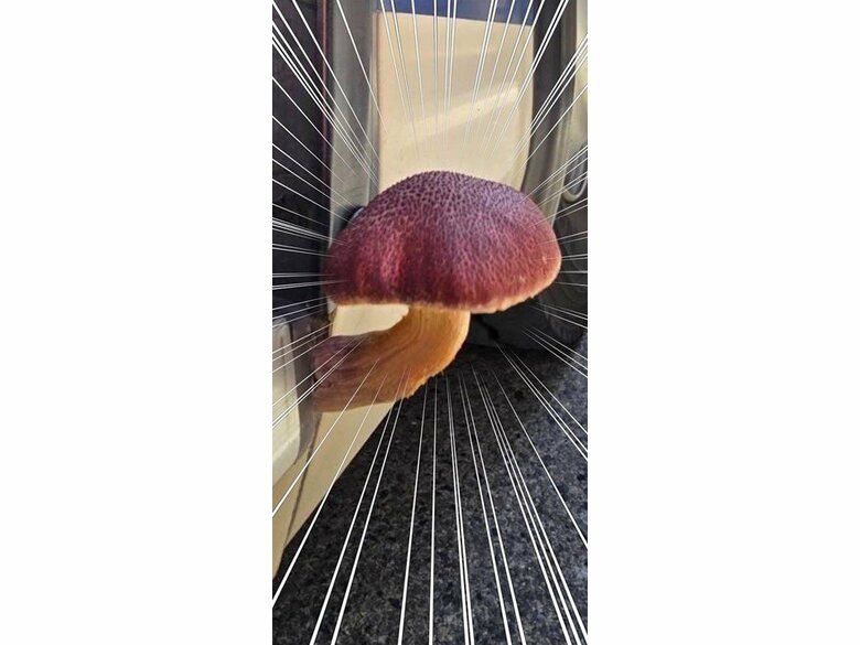 ド根性キノコ！？！？