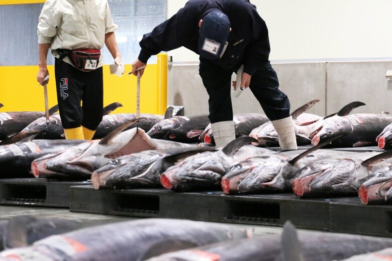 阿部長商店は魚市場で鮮度を確認して買い付けている