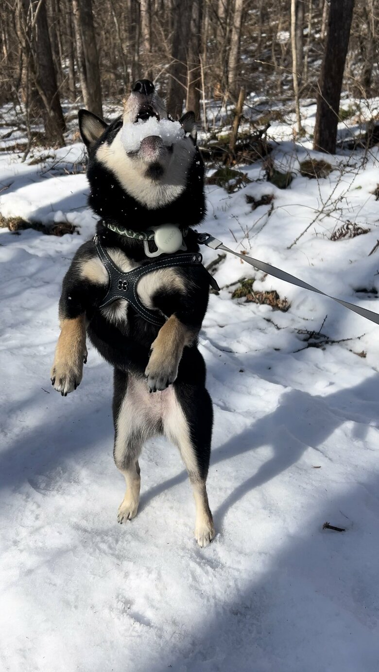 提供：豆柴ごま娘さん