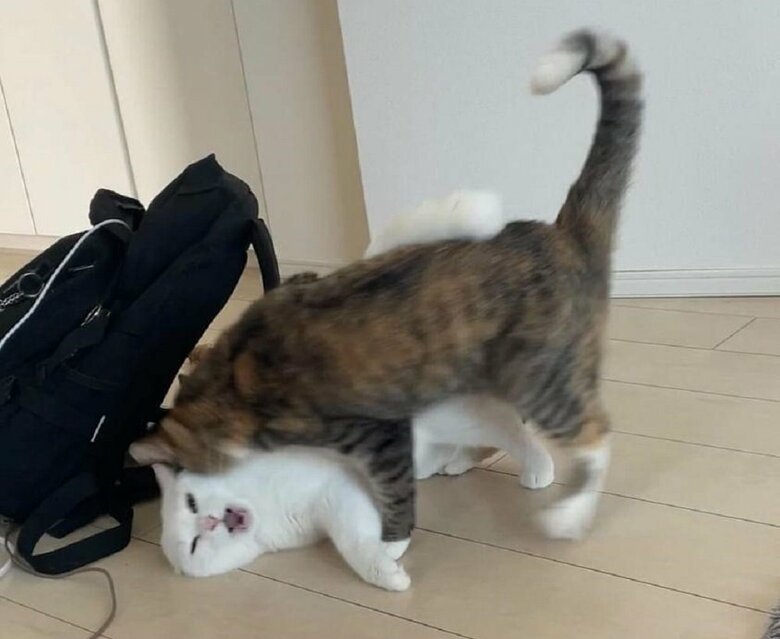 うにちゃんがあまりにしつこいと、むぎちゃんにも限界がくる