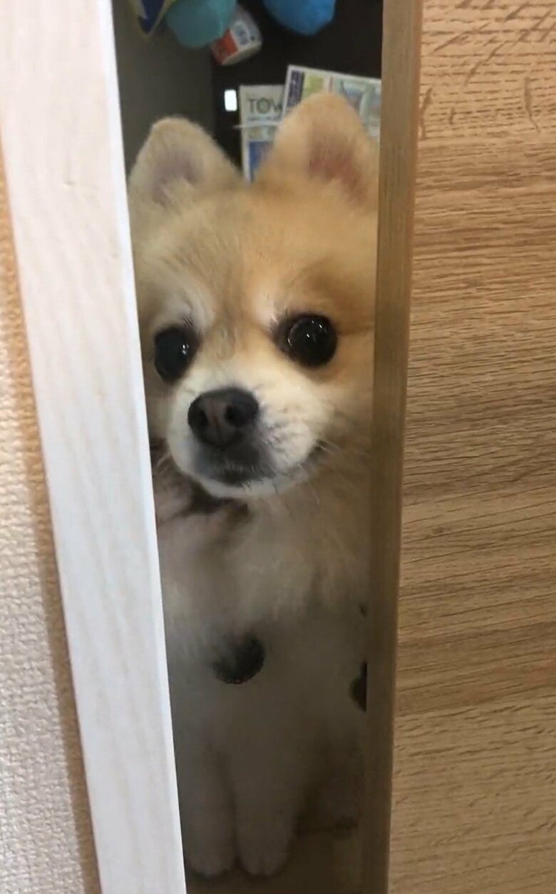 体のサイズも違いもあって、押し出されるしんくん