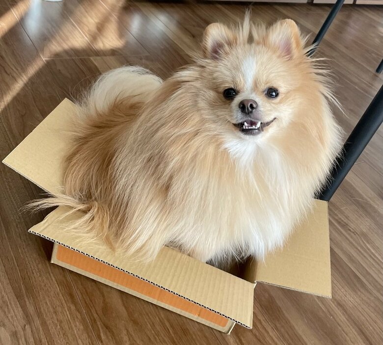 無理やりお尻をねじこんだ