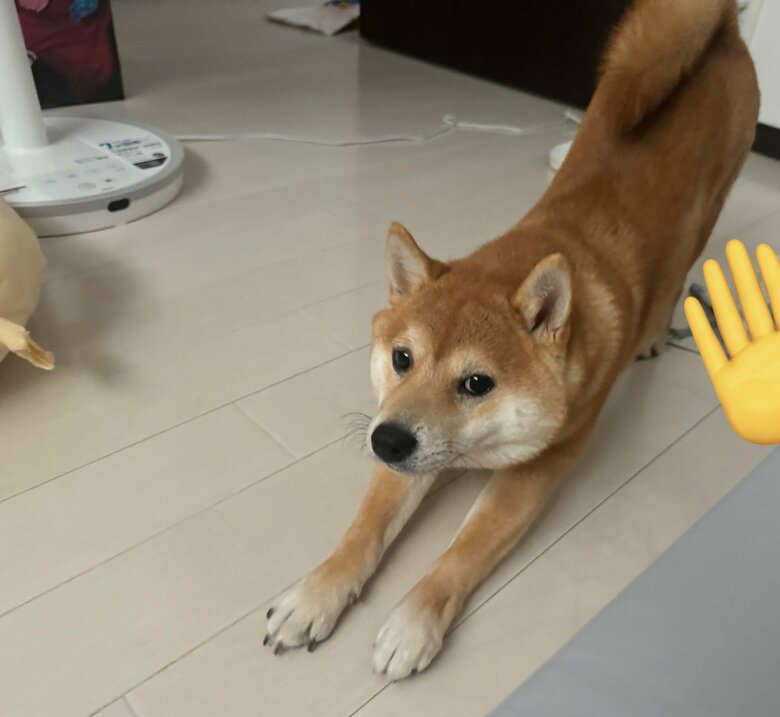 提供：わさび一族さん