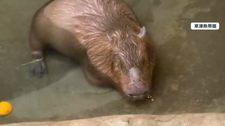 ブクブク・・・