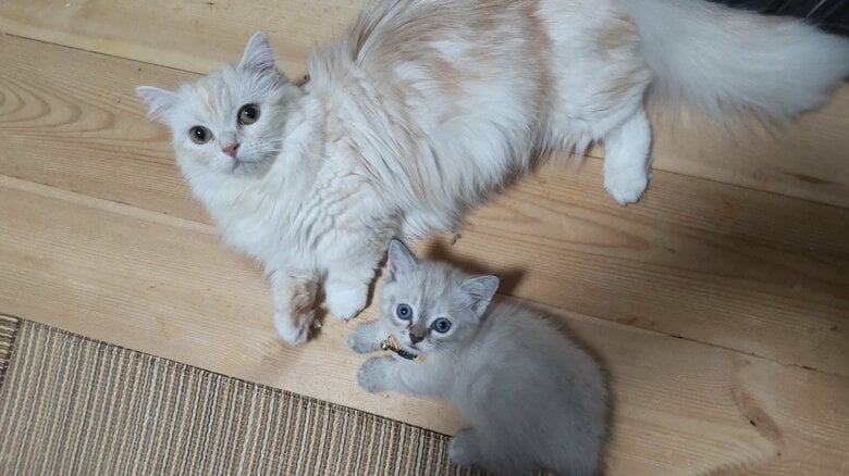 きなこママのそばにいる、らむねちゃん