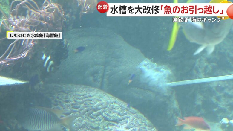約50種類・300匹の魚が生息する「サンゴ礁水槽」
