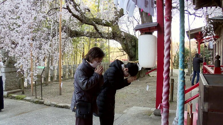 境内にはソメイヨシノも