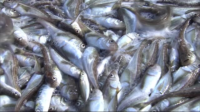 2020年漁獲量ハタして!? ハタハタ漁獲枠前年と同じ 秋田