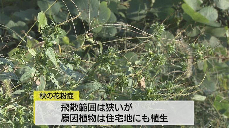 住宅地に生える植物にも注意