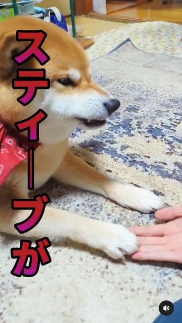 提供：柴犬スティーブch【コーギーと猫を添えて】さん