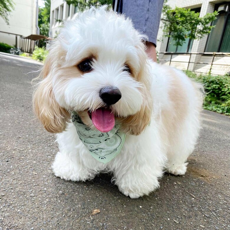 保冷剤入りの「冷やしバンダナ」提供：宮原幸恵さん