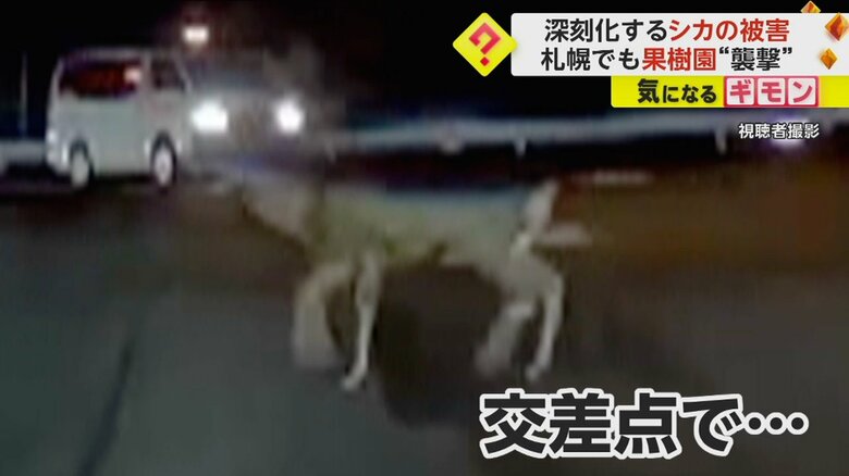 交差点で車の前を歩くシカの姿