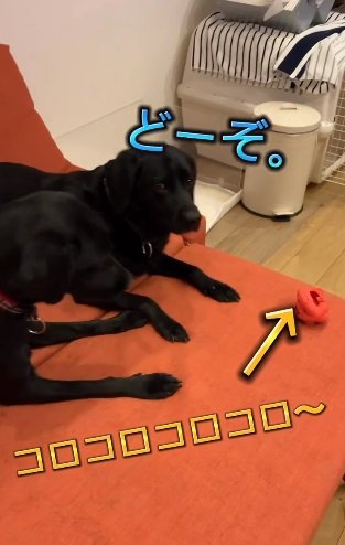 レオンくんはおもちゃを譲ってあげる優しいお兄ちゃんっぷりを見せてくれることも