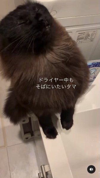 提供：イナタマグラムさん