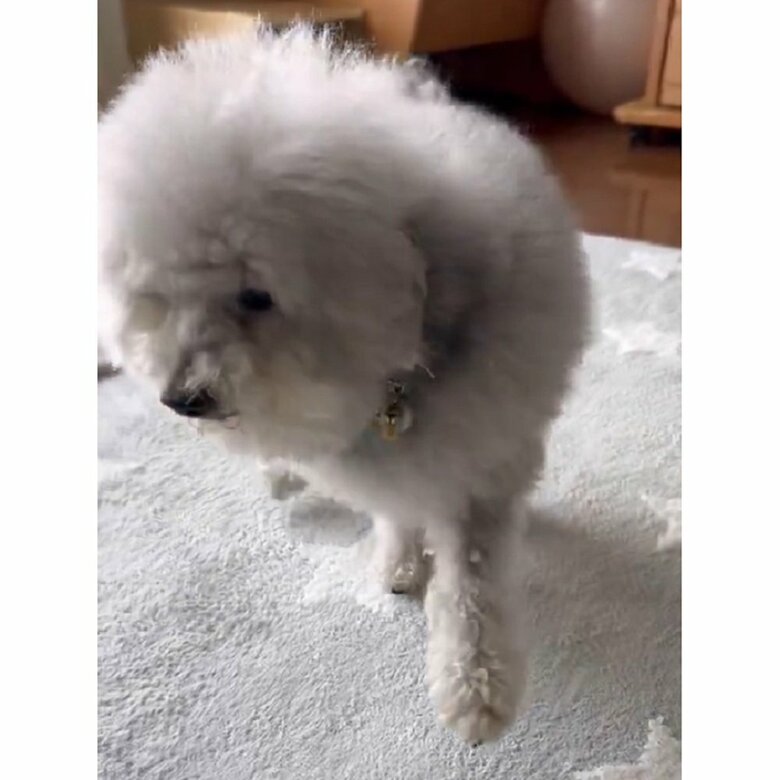 表情も相まって本当に負傷しているかのよう…