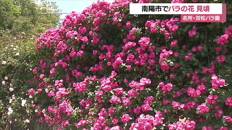 一面に咲いたバラ