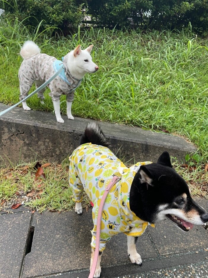 提供：柴犬のくぅとそらさん