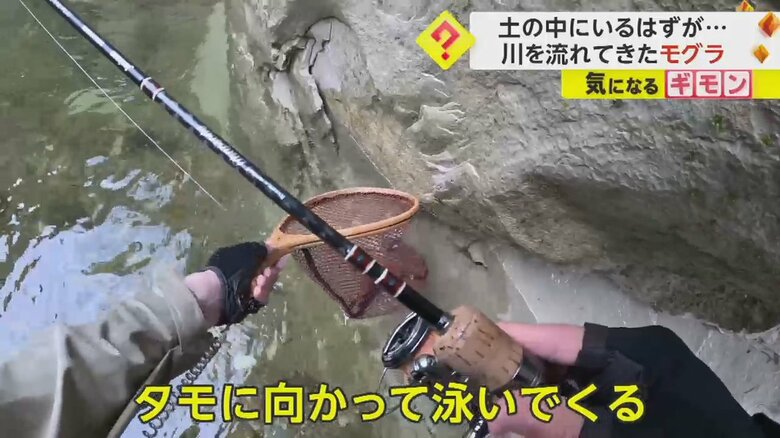 釣りで使用していたタモに向かって泳いでくるモグラ⑥
