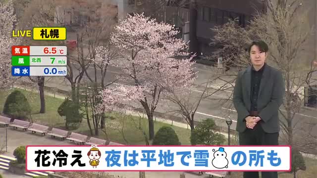 【北海道の天気 24日(金)】花冷え…夜はオホーツク海側で雪の所も！週末は広く晴れ　最新サクラ情報も