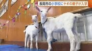 小学校に“ヤギの親子”が入学！ふれあい楽しむ児童たち「耳がかわいい」「お世話頑張る」新潟・長岡市