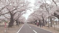 優しく・力強く　訪れる人を出迎える桜のトンネル　富岡町・夜の森の桜並木《ふくしま桜紀行2025》