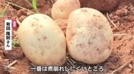 「赤土ジャガイモ」収穫ピーク 「ホクホクして甘みがあって、のどごしがいい」 広島・安芸津町