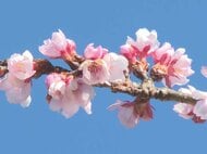 1.5cm程の淡いピンクの花…三重県尾鷲市でカンヒザクラが見頃迎える 旧尾鷲三田火力発電所の庭園では5分咲き