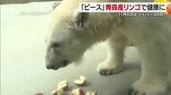 “初物は寿命延びる”砥部ＺＯＯの人気者「ピース」に青森産リンゴをプレゼント“いいリンゴの日”【愛媛】