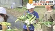 小学生がトウモロコシの収穫に挑戦【熊本】